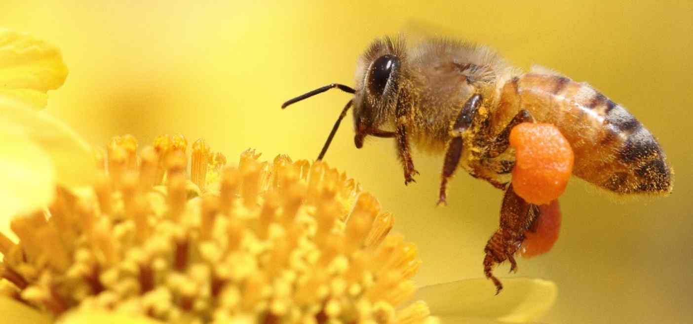 пчеловодство в россии